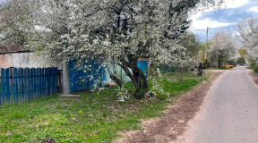 Как каменные джунгли захватывают Минск