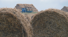 «Потихоньку превращаемся в Эфиопию»