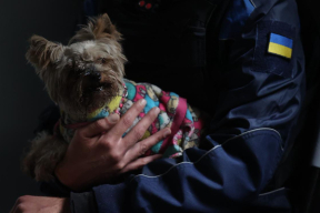 «Знают, что все, что фырчит, лает и клокочет, — все, что живое, — должно быть тоже непременно спасено»