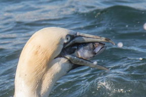 Кнырович: «Гуцериев — профессионал в ловле рыбки в мутной воде»
