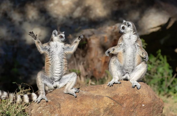 Фридман: «Если такой принципиальный, встань и скажи: так, мол, и так, разочаровал нас Трамп. Но ничего подобного от Лукашенко не будет»