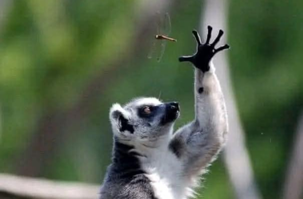 Фридман: «Американцами Лукашенко воспринимается как потенциально полезный и при этом безвредный»