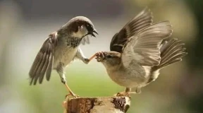 «Стабильность стала настолько стабильна, что ее может испортить любое неосторожное слово в TikTok»