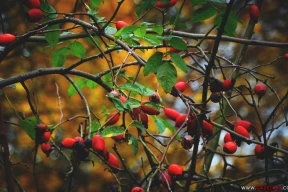 Что бывает, когда глав районов называют местными «президентами», поручая отвечать за каждый куст